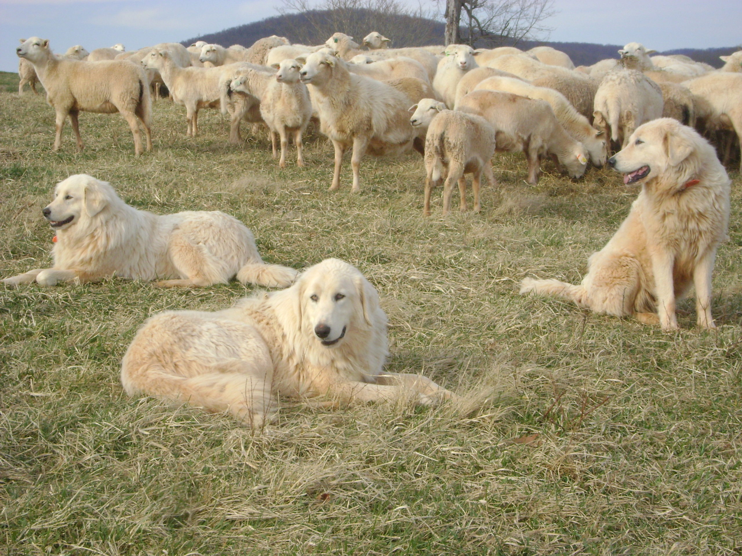 What Are Sheep Dogs Used For